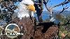 Big Bear Bald Eagle Live Nest Cam 1